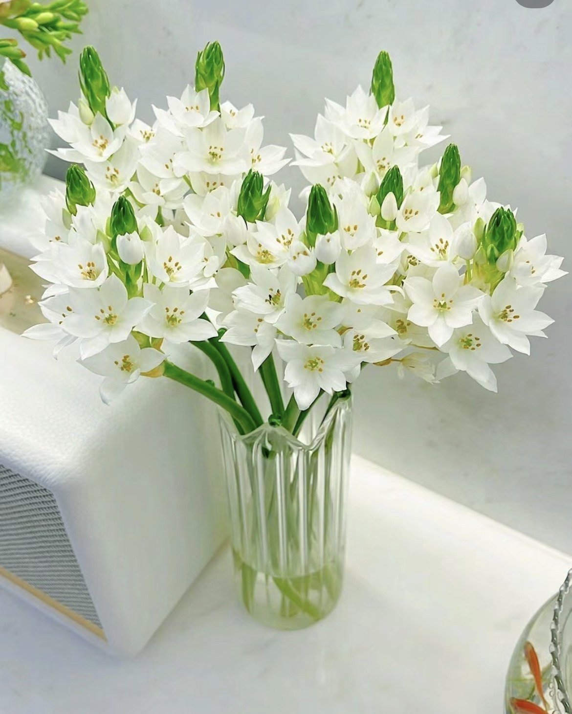 雀梅20支送10支(到手30支)两单包邮