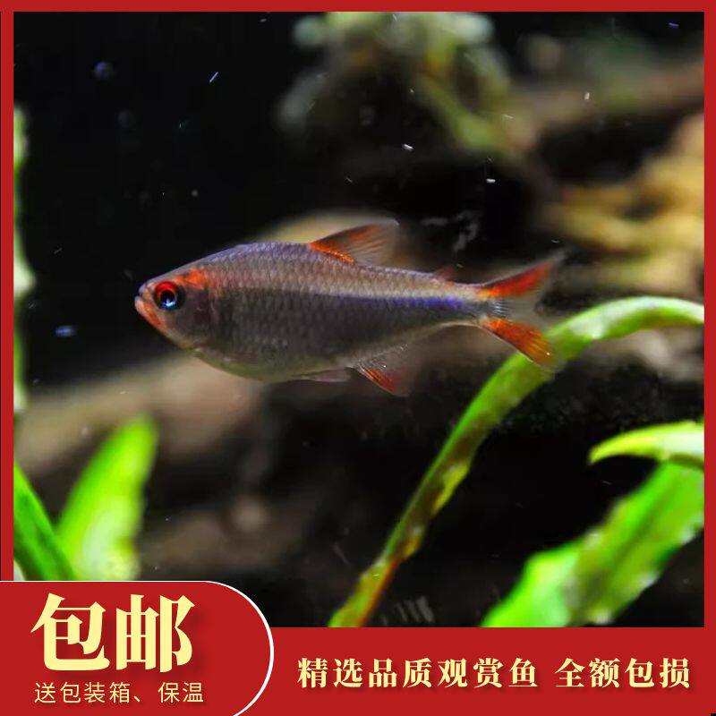 蓝钻红梅灯鱼魔鬼灯笼鱼群游水草缸南美淡水热带观赏鱼活体好养活