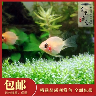 桃心金波子鱼短鲷凤凰鱼皮卡丘热带观赏鱼球型小型鱼淡水草缸活体