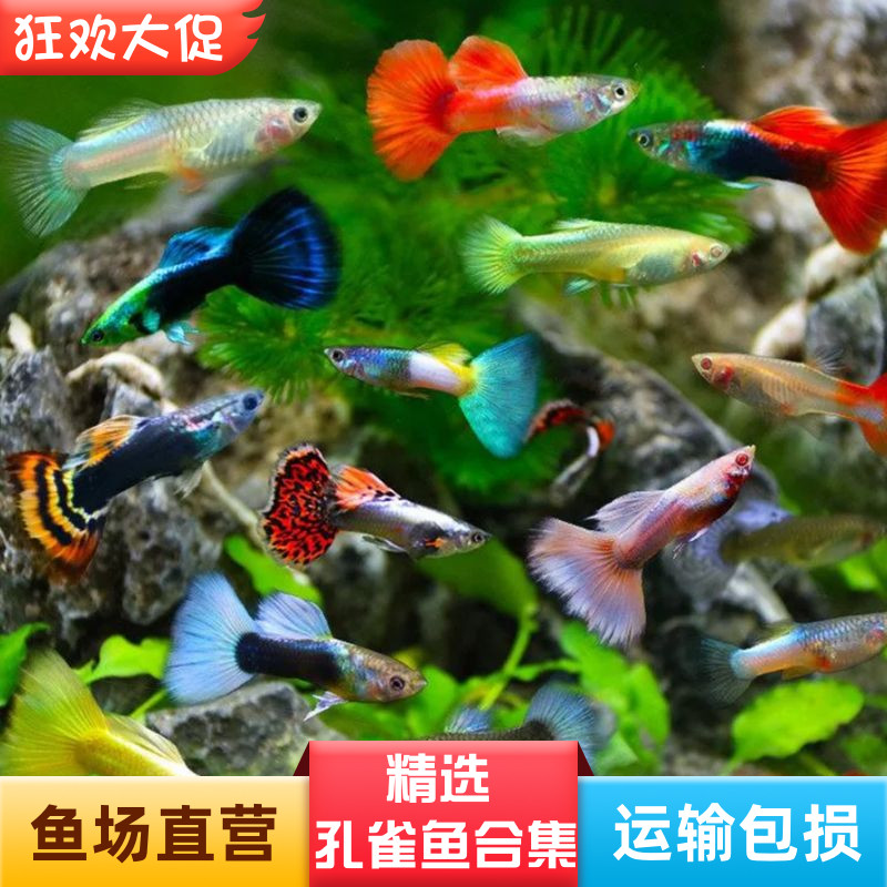 淡水好养耐活孔雀鱼活体纯种凤尾