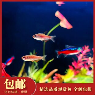 彩虹星钻灯鱼苗活体小型灯科淡水热带鱼水草缸南美观赏鱼一条包邮