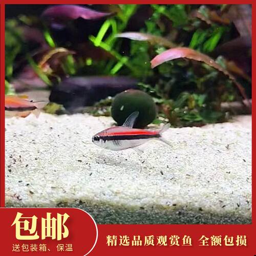 绯红巧克力霓虹灯群游南美热带鱼