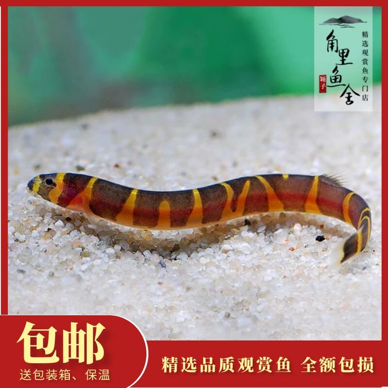 「角里鱼舍」苦力鳅仔丝藻清道夫小型沙石水草泥热带鱼观赏鱼活体