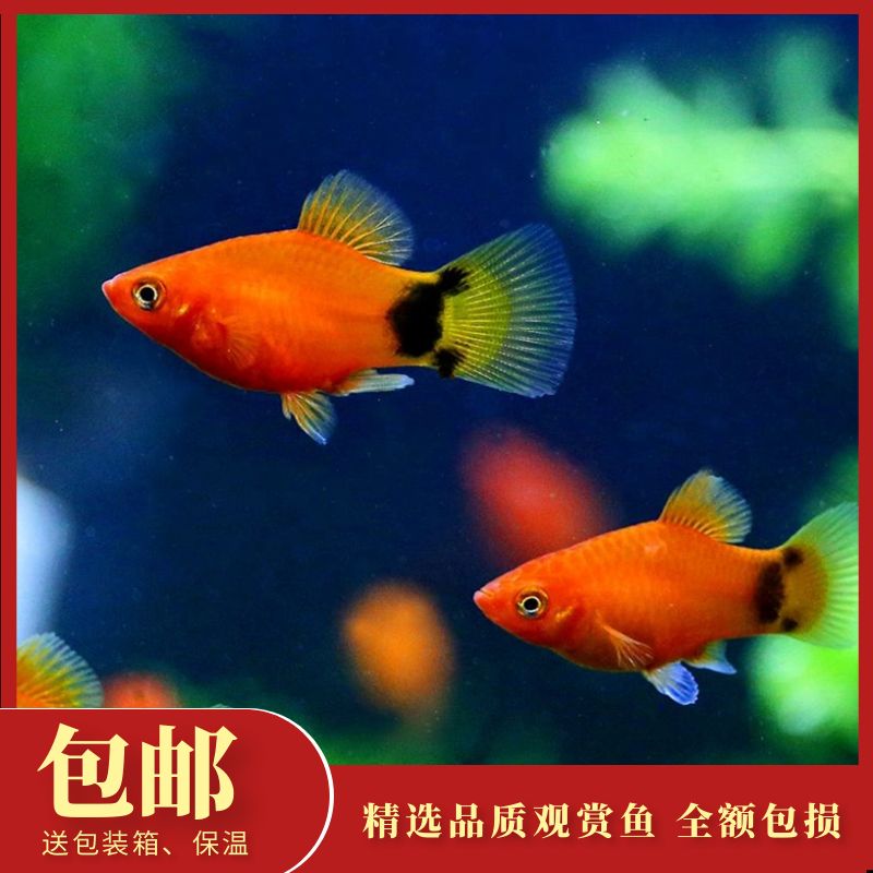 红米奇鱼可繁殖胎生小鱼宝宝月光小红鱼热带观赏鱼新手练手鱼活体