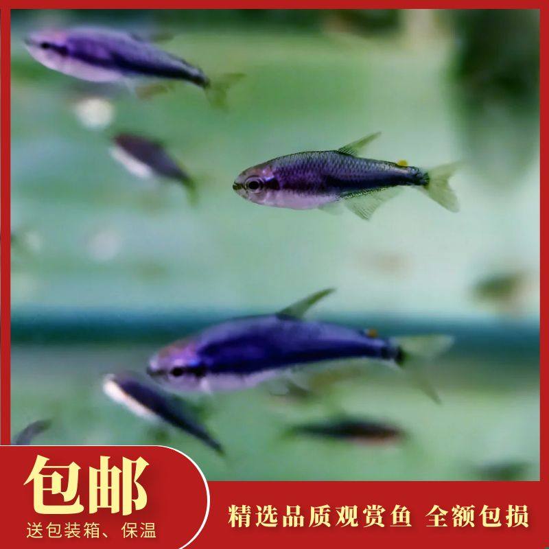 灯科鱼淡水鱼群游热带鱼