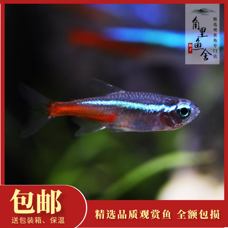 「角里鱼舍」红绿灯鱼霓虹灯群游夜光鱼草缸小鱼热带鱼观赏鱼活体