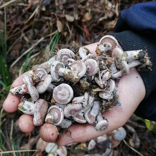 广西桂林新鲜野生乌枞菌枞树菌重阳菌三九菇松树菌松乳菇雁来菌