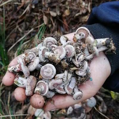 广西桂林新鲜野生乌枞菌枞树菌重阳菌三九菇松树菌松乳菇雁来菌