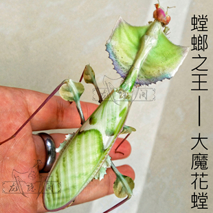 大魔花螳另类雨林昆虫螳螂爬虫鸣虫活体宠物创意儿童礼物教室