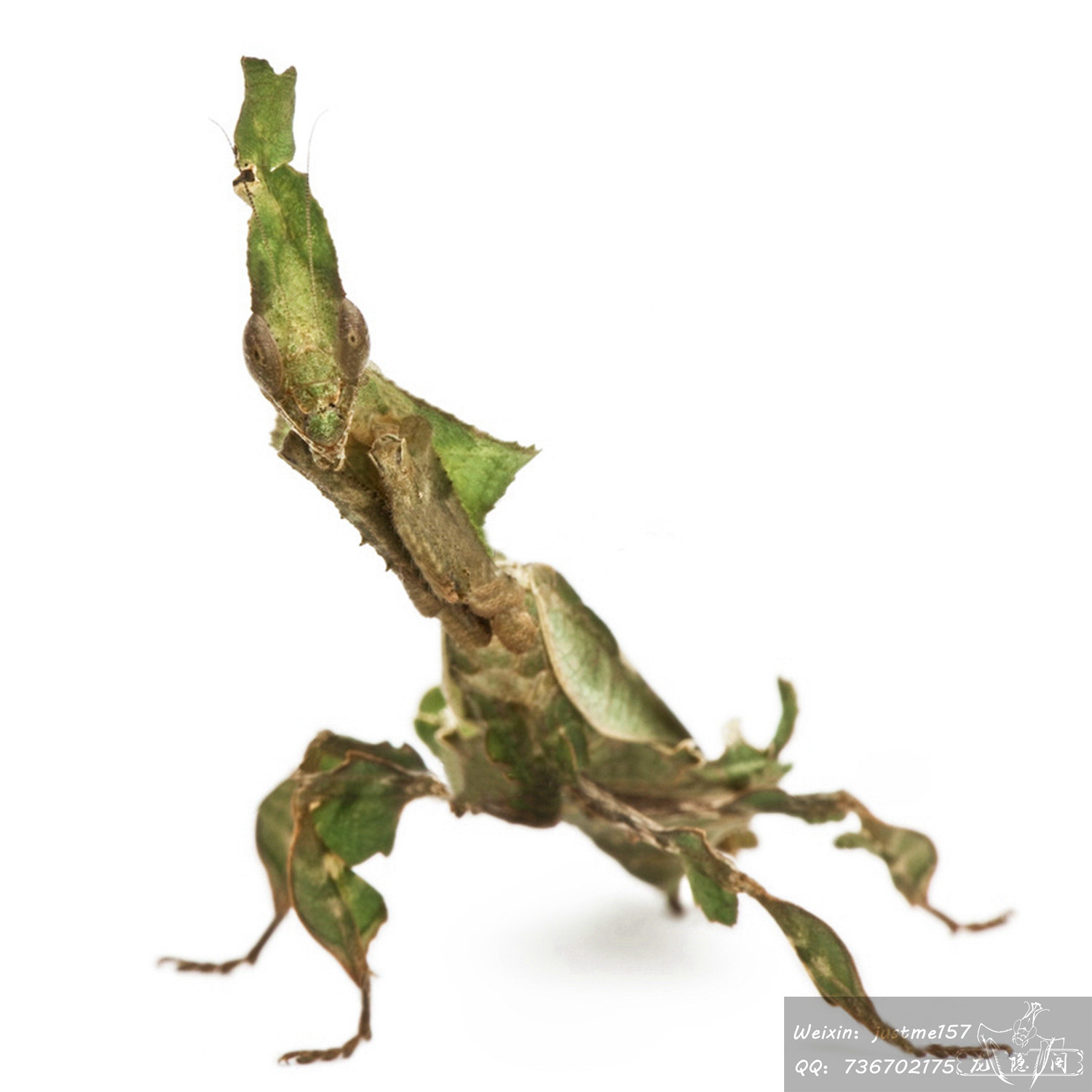 非洲幽灵螳鬼螳螂另类活体昆虫办公室教室饲养宠物儿童礼物现货