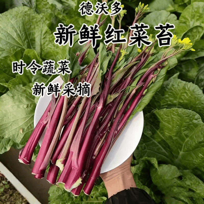 湖北红白菜苔新鲜嫩时令蔬菜青菜蒜苗当季的紫菜苔洪山农家自种,水产肉类/新鲜蔬果/熟食,叶菜类,淘宝优惠券,粉丝福利购,淘宝优惠卷