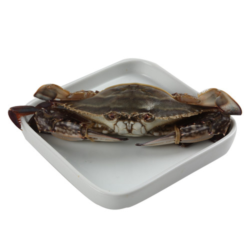 鲜活约250-300g/只蟹