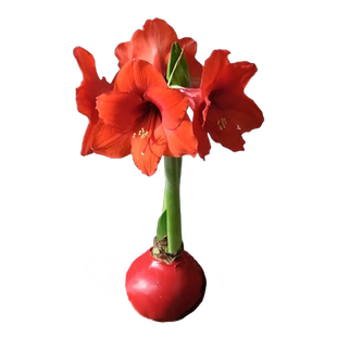 进口朱顶红腊封重瓣种球母亲节劳动节石蜡开花植物花卉绿植蜡球