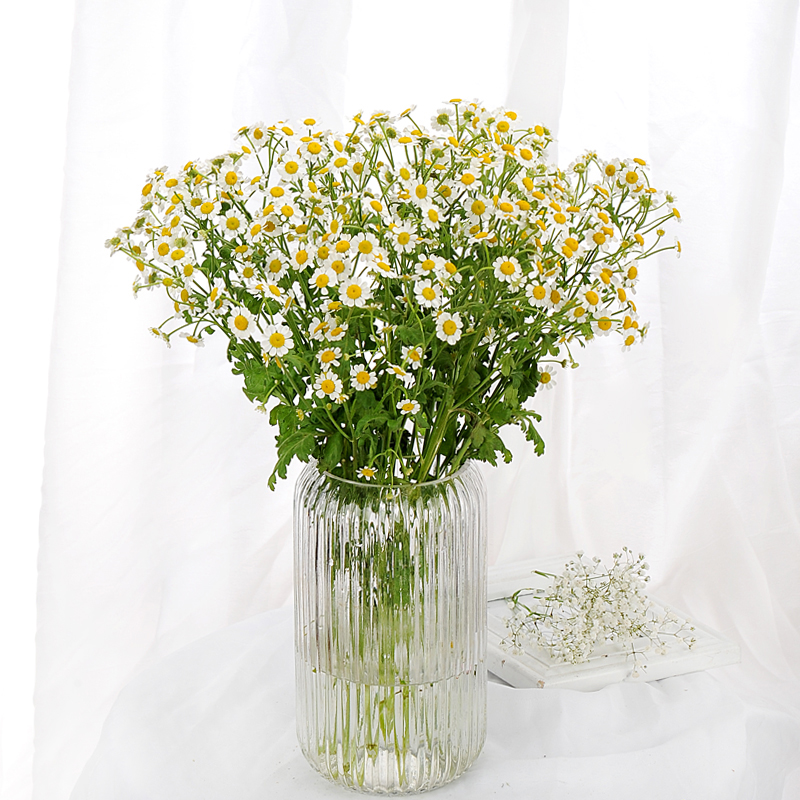 洋甘菊 3支/束  (产品仅鲜花 不含花瓶 )