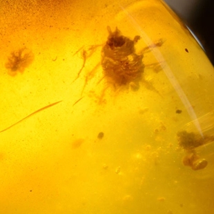 金珀 蜜蜡 虫珀 吊坠 缅甸纯天然琥珀 挂件 2158 齐翔珠宝