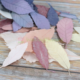 橡栗叶果永生花配材橡丽叶永生花盒搭配保鲜花叶子原材料diy材料