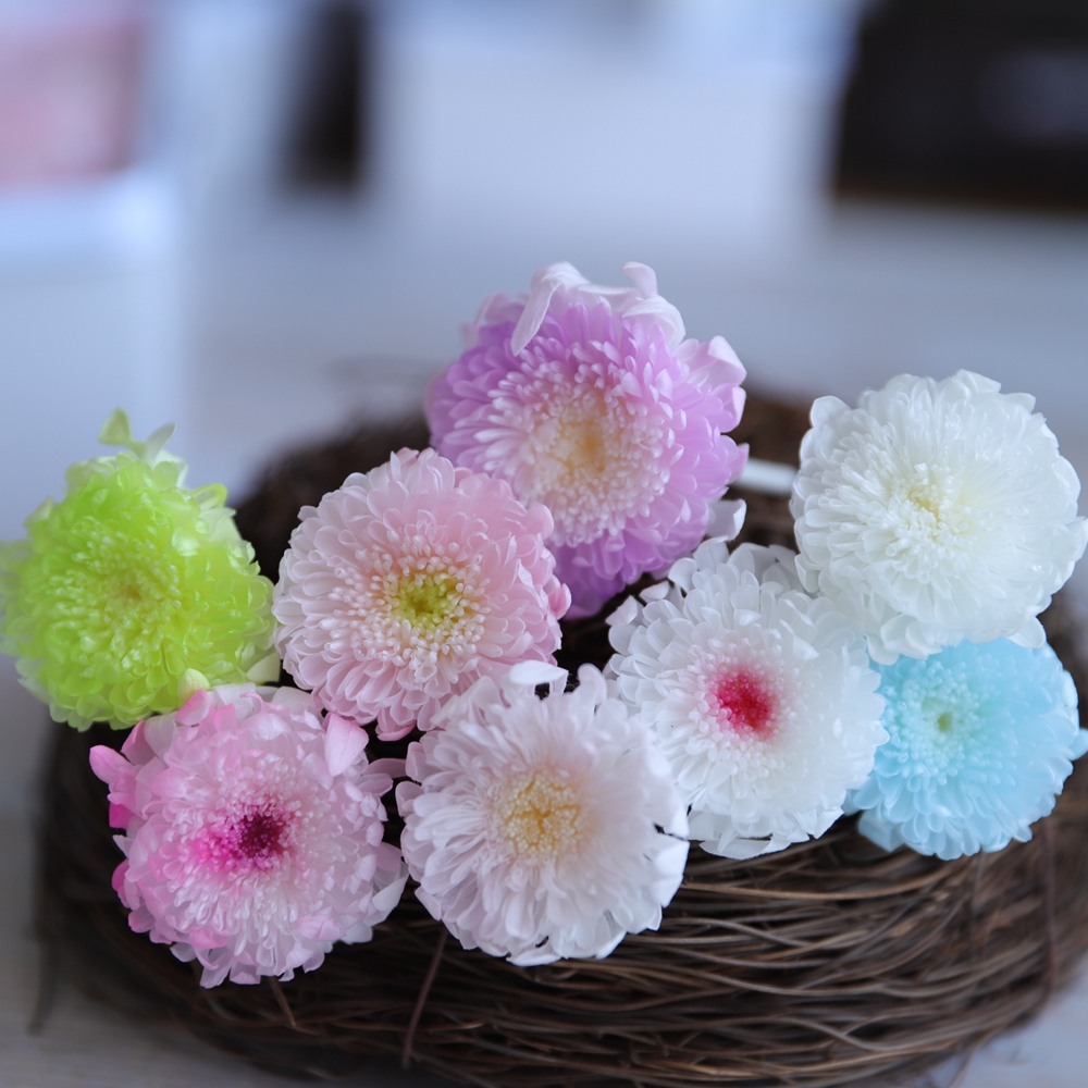 等花来国产小雏菊永生花