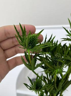 等花来大地农园刺芹01533永生花10340保鲜花原材料包diy真花家居