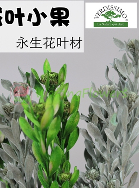 进口大地农园02350永生花配材绒叶小果米兰叶银灰色保鲜花