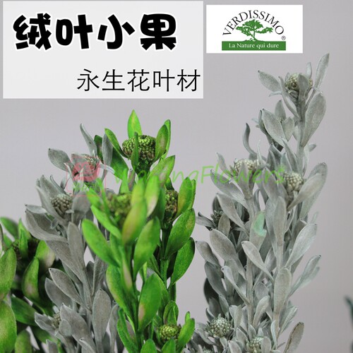 进口大地农园永生花配材绒叶小果