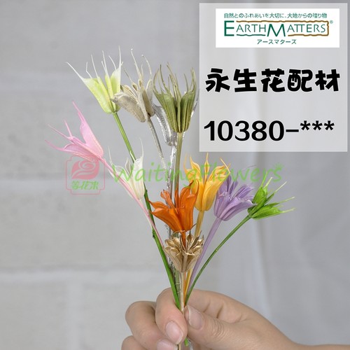 进口大地农园永生花八角芝麻花