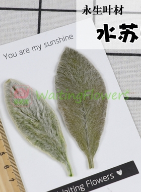 水苏叶进口永生花玫瑰叶棉毛羊耳朵02420系列大地农园保鲜花