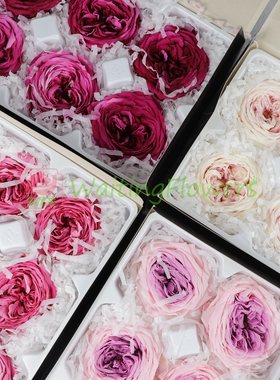 永生花奥斯汀玫瑰材料diy大地农园5-6cm花03837 03510永生花礼盒