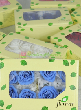 等花来florever3-4cm车挂花环diy原材料FL070进口永生花玫瑰