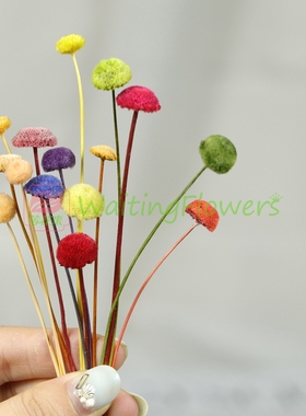 大小扣果纽扣菊30180/30160/30163进口大地农园永生花手工diy配花