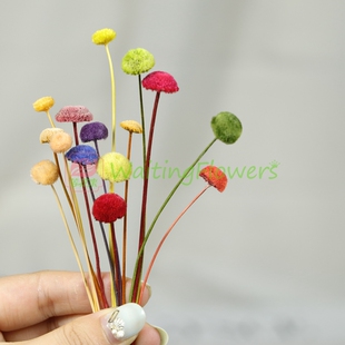 大小扣果纽扣菊30180/30160/30163进口大地农园永生花手工diy配花