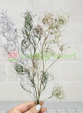 卷丝草01330进口永生花配材弹簧草乱乱草永生花diy材料包干花拍照