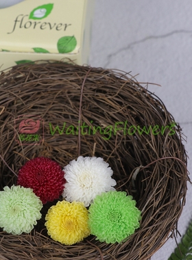 Florever进口永生花小乒乓菊2-3cm保鲜花diy花艺材料包FL410系列