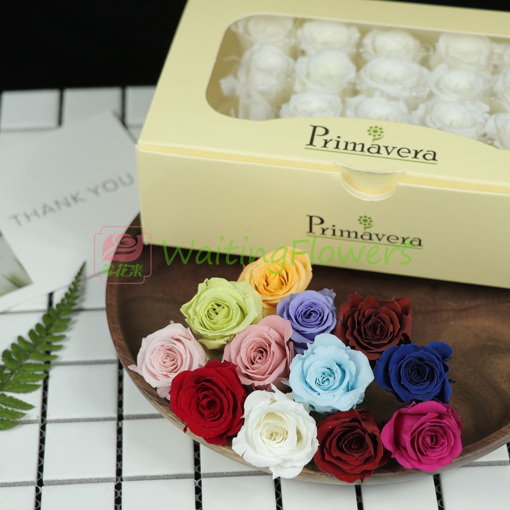 永生花小玫瑰日本进口primavera