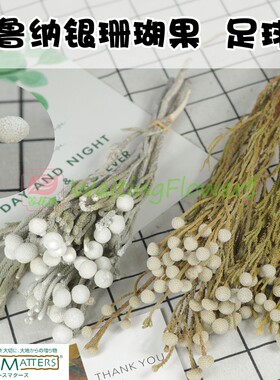 原色足球果银珊瑚布鲁纳干花配材