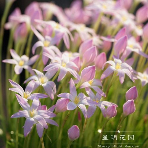 四季花卉风雨兰别墅庭院花园植物