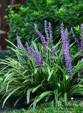 耐寒花卉麦冬草庭院花苗花园植物
