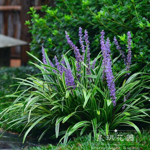 耐寒花卉麦冬草庭院花苗花园植物