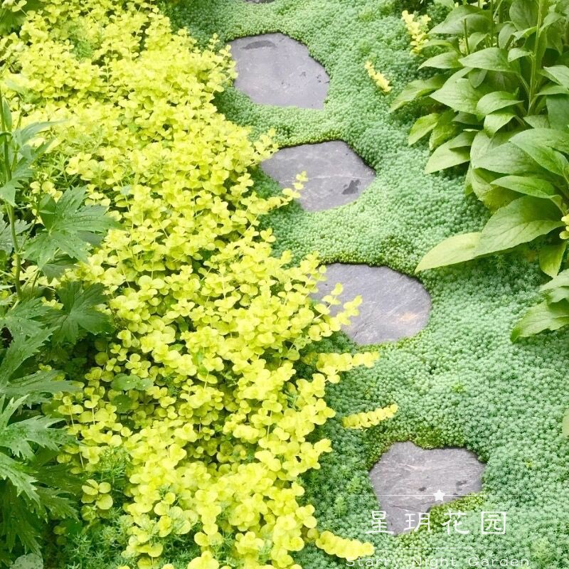 多年生耐寒矮生地被佛甲草黄金过路黄花苗别墅庭院花园花境植物