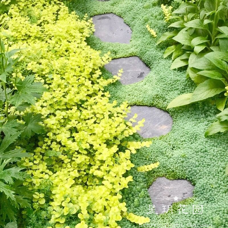 多年生宿根观赏草常绿植物金叶黄金过路黄花苗庭院花园花境植物-封面