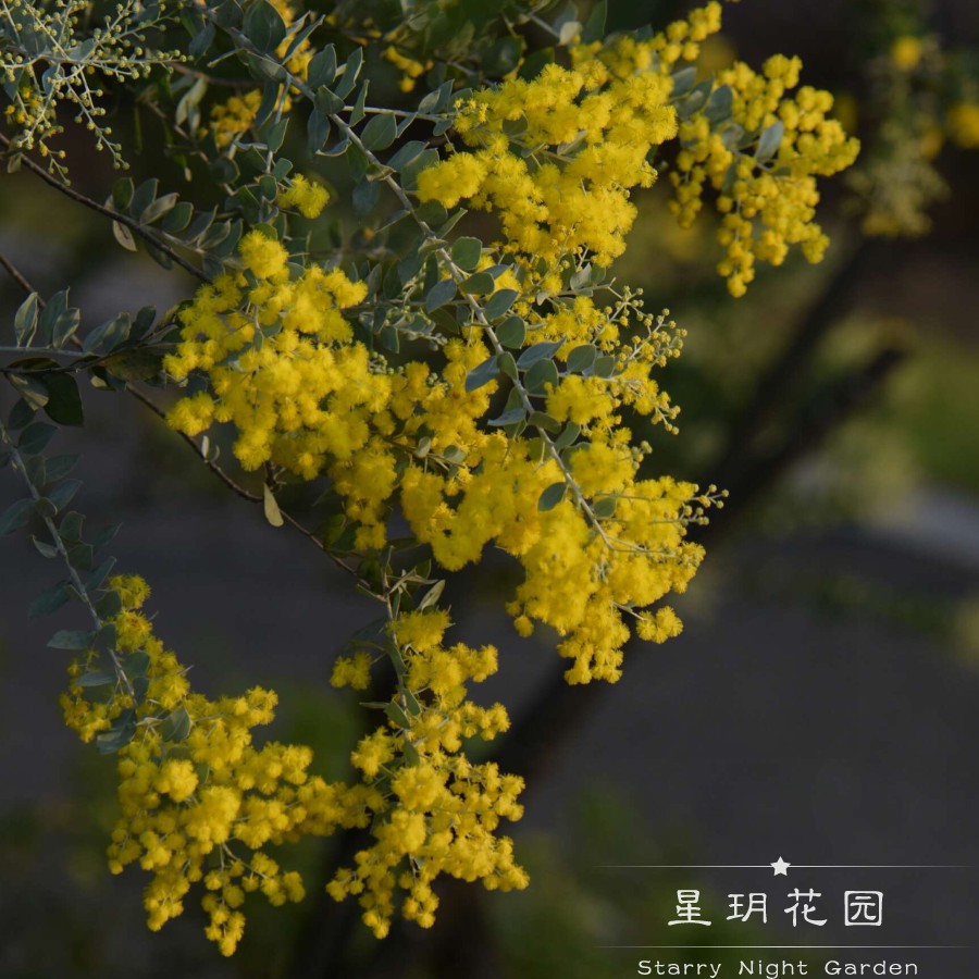 合欢木花园绿植盆栽树苗银境绿叶四季花金树灌常庭院植物别墅观叶