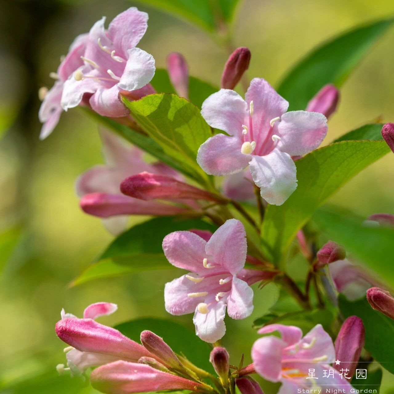 灌木花卉耐寒耐热花境植物庭院花
