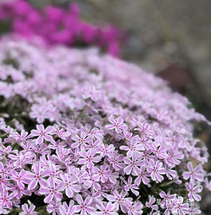 耐寒花卉多年生四季 芝樱花苗盆栽矮生福禄孝低矮地被别墅花园植物