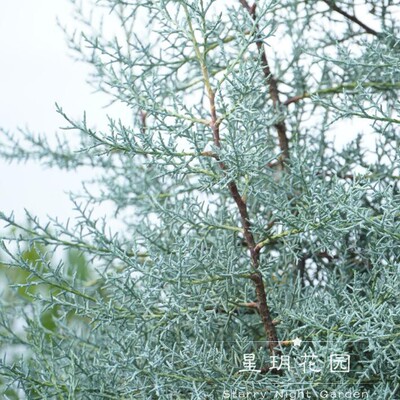 观叶花境植物蓝冰柏庭院四季常绿