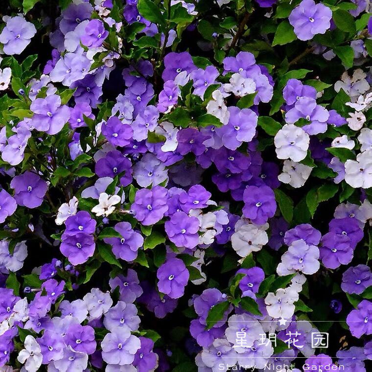 多年生四季开花常绿小灌木花卉鸳鸯双色茉莉浓香盆栽花园花境植物
