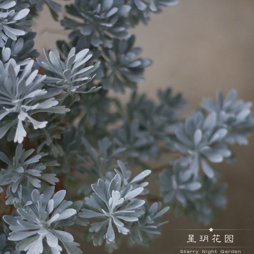 多年生四季常绿耐寒花卉银叶芙蓉菊别墅庭院花园花境植物花箱花苗