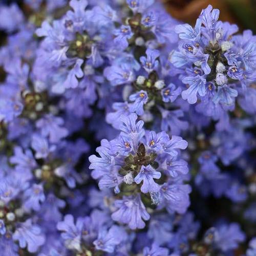 地被植物庭院花苗耐寒筋骨草常绿
