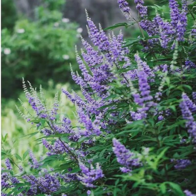 灌木花卉花境植物穗花牡荆庭院
