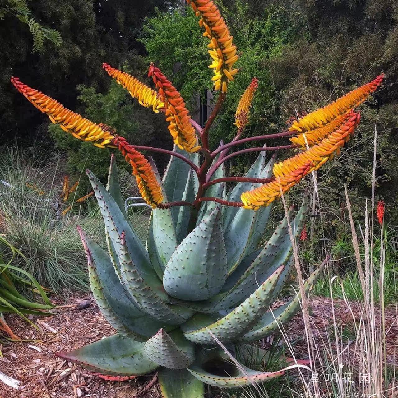 仙人掌耐热山地芦荟鬼切丸龙舌兰庭院花园别墅民宿沙生花境植物