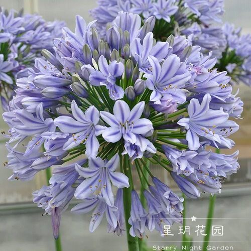 耐寒耐热花卉百子莲花苗花园植物