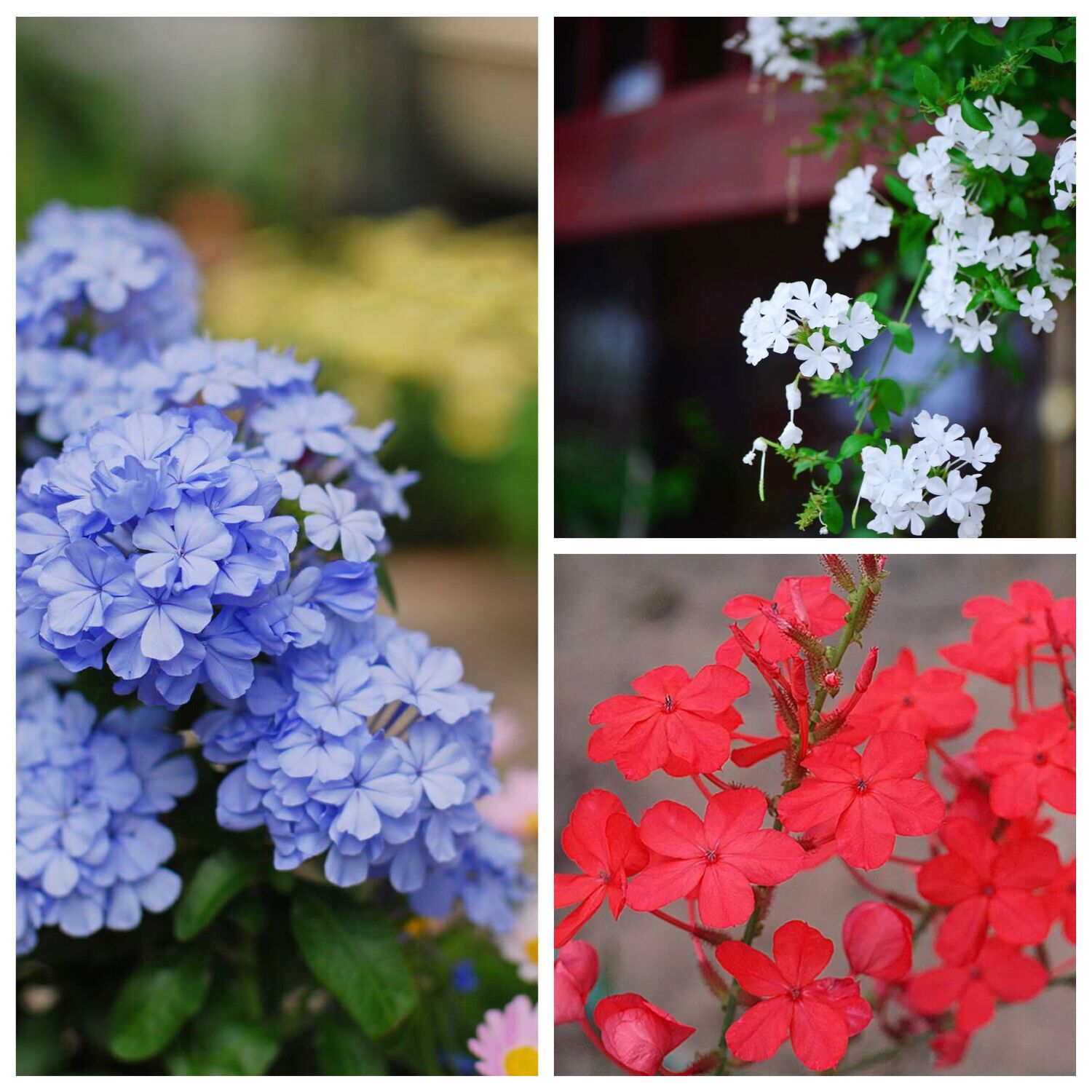 花园植物阳台四季开花蓝雪花耐热